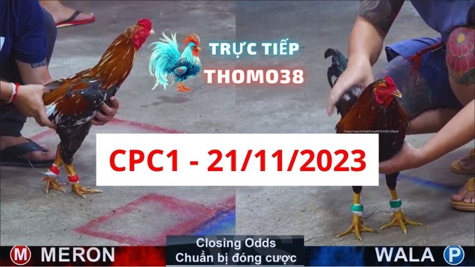 Đá gà thomo CPC1 21-11-2023