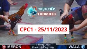 Đá gà thomo CPC1 25-11-2023