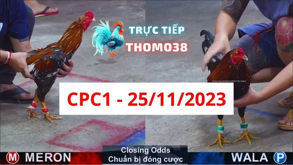 Đá gà thomo CPC1 25-11-2023