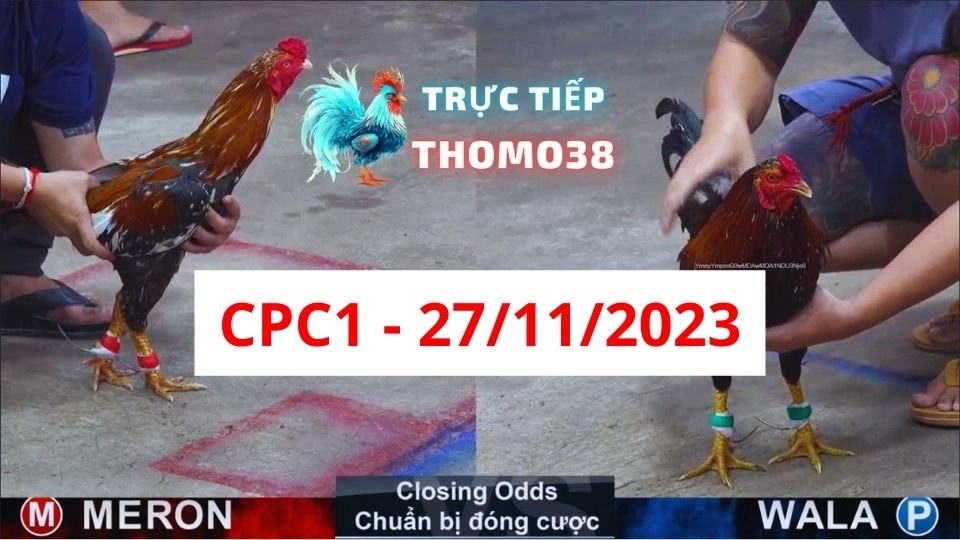 Đá gà thomo CPC1 27-11-2023