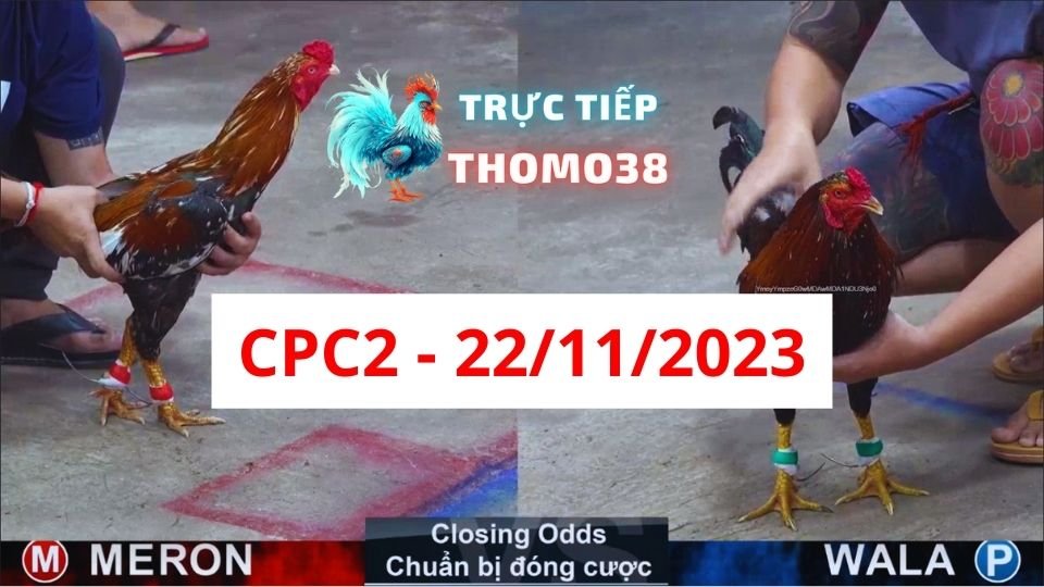 Đá gà thomo CPC2 22-11-2023