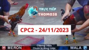 Đá gà thomo CPC2 24-11-2023