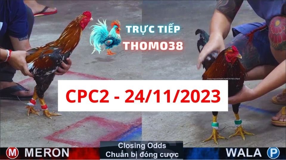 Đá gà thomo CPC2 24-11-2023