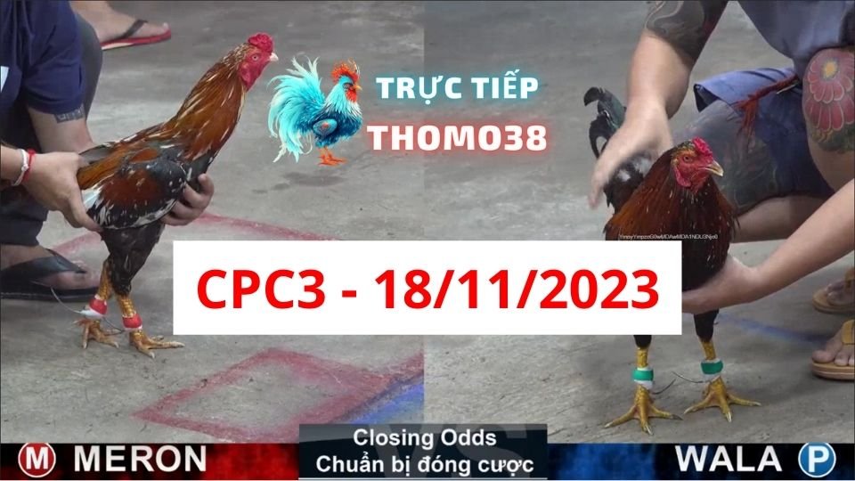 Đá gà thomo CPC3 18-11-2023