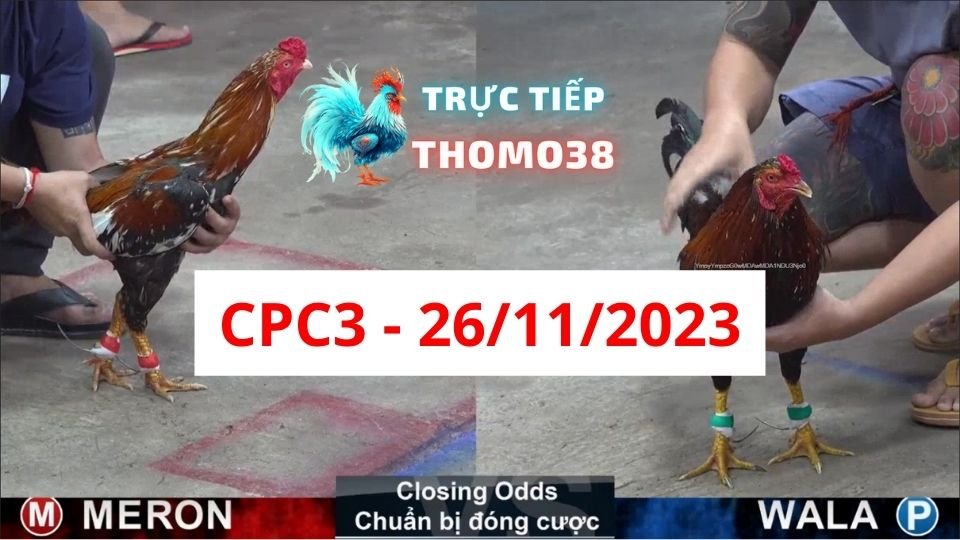 Đá gà thomo CPC3 26-11-2023