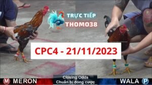 Đá gà thomo CPC4 21-11-2023