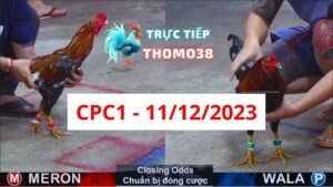 Đá gà thomo CPC1 11-12-2023