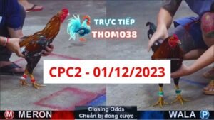 Đá gà thomo CPC2 01-12-2023