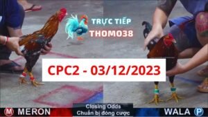 Đá gà thomo CPC2 03-12-2023