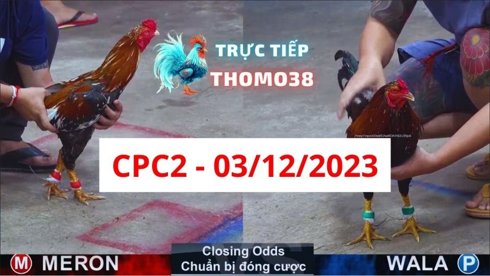 Đá gà thomo CPC2 03-12-2023