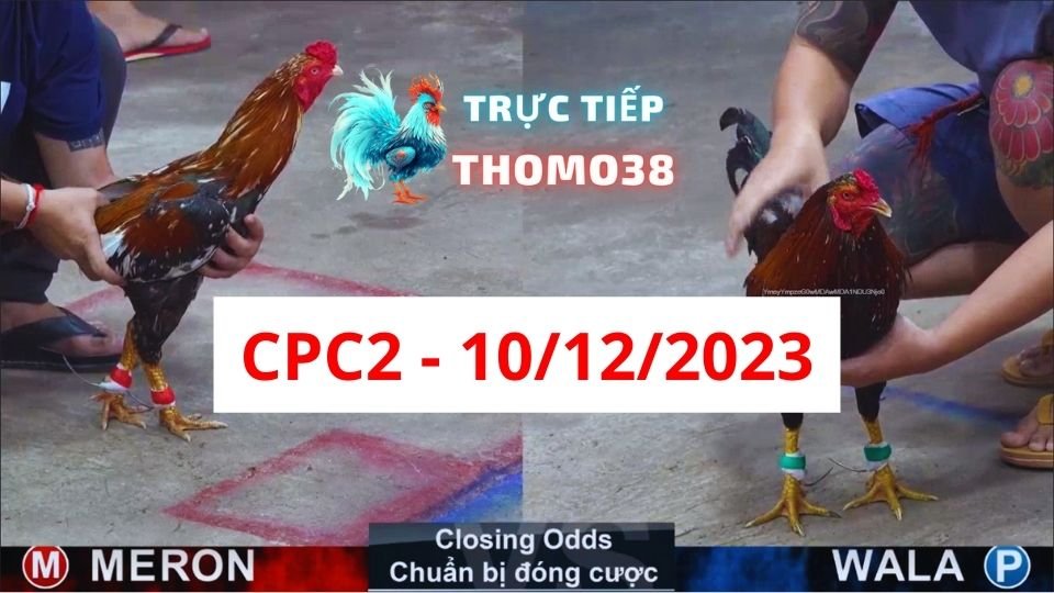 Đá gà thomo CPC2 10-12-2023