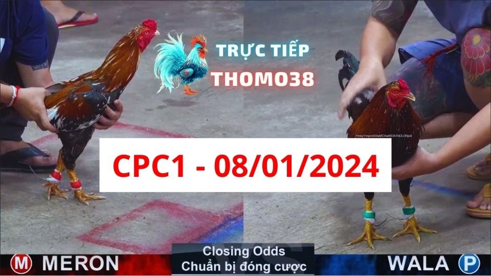 Đá gà thomo CPC1 08-01-2024