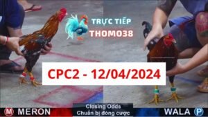 Đá gà thomo CPC2 12-04-2024