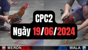 Đá gà thomo CPC2 19-06-2024