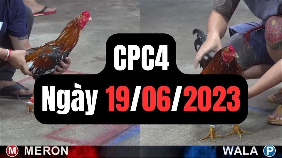 Đá gà thomo CPC4 19-06-2024