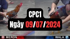 Đá gà thomo CPC1 09-07-2024