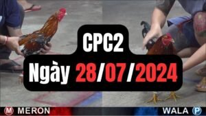 Đá gà thomo CPC2 28-07-2024