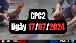 Đá gà thomo CPC2 17-07-2024