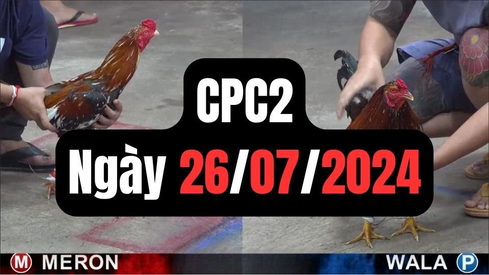 Đá gà thomo CPC2 26-07-2024