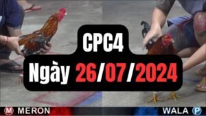 Đá gà thomo CPC4 26-07-2024