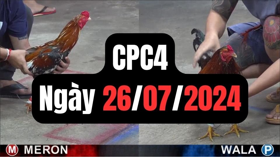 Đá gà thomo CPC4 26-07-2024