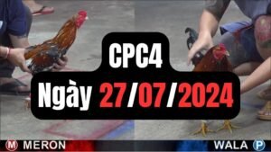 Đá gà thomo CPC4 27-07-2024