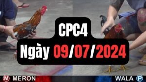 Đá gà thomo CPC4 09-07-2024