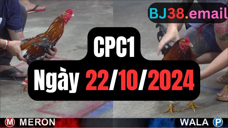 Đá gà thomo CPC1 22-10-2024