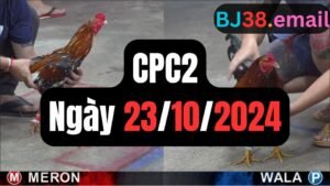 Đá gà thomo CPC2 23-10-2024