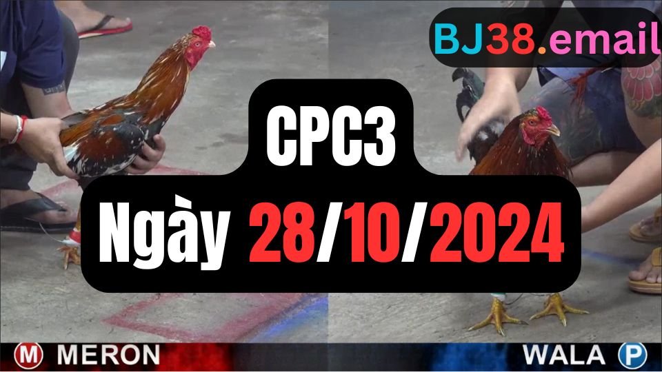 Đá gà thomo CPC3 28-10-2024