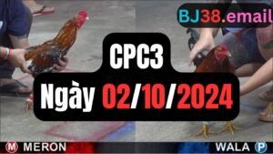 Đá gà thomo CPC3 02-10-2024