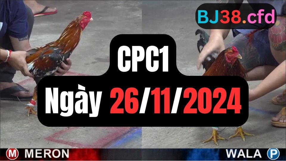 Đá gà thomo CPC1 26-11-2024