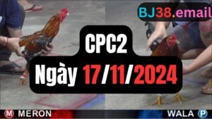 Đá gà thomo CPC2 17-11-2024