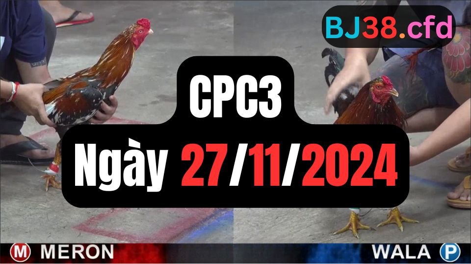 Đá gà thomo CPC3 27-11-2024