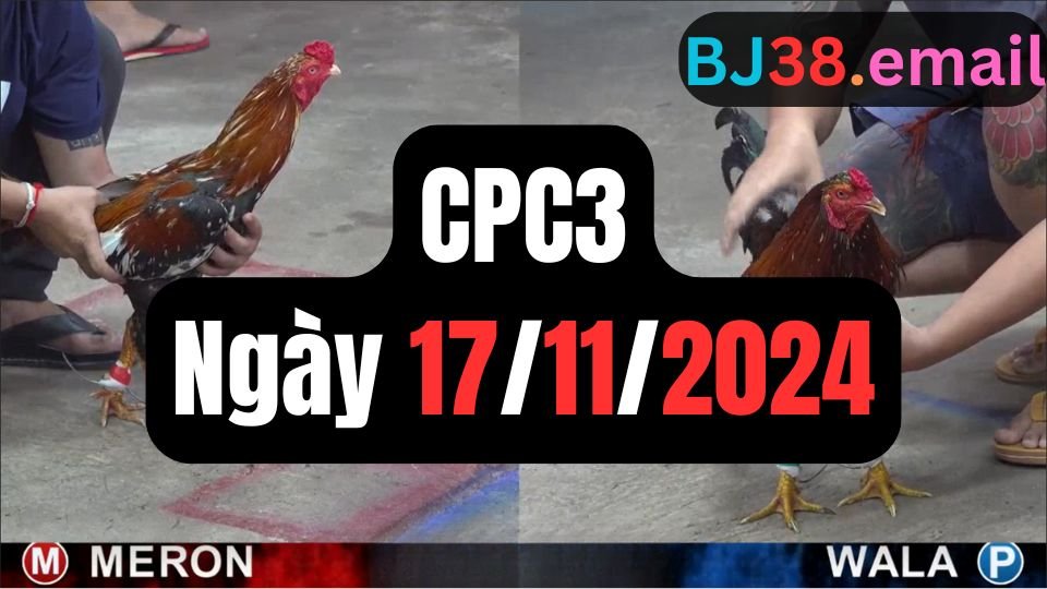 Đá gà thomo CPC3 17-11-2024