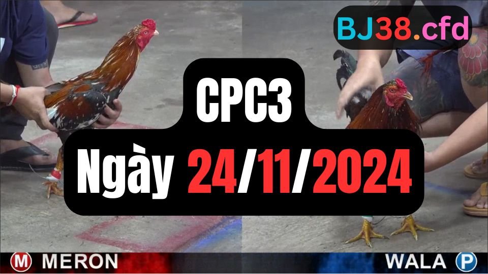 Đá gà thomo CPC3 24-11-2024