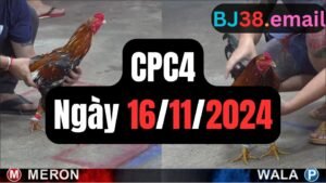 Đá gà thomo CPC4 16-11-2024