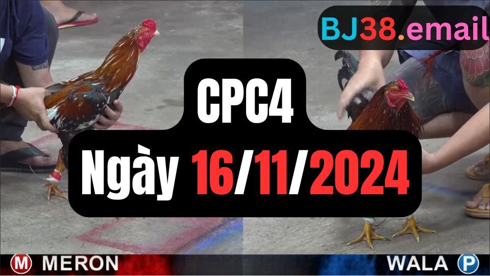 Đá gà thomo CPC4 16-11-2024