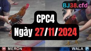 Đá gà thomo CPC4 27-11-2024