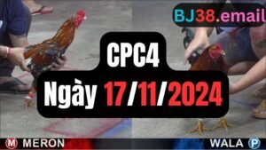 Đá gà thomo CPC4 17-11-2024