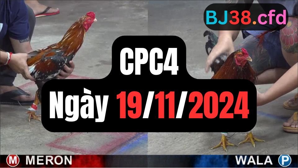 Đá gà thomo CPC4 19-11-2024