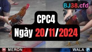 Đá gà thomo CPC4 20-11-2024