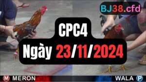 Đá gà thomo CPC4 23-11-2024